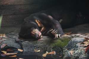 SINGAPORE ZOO (188)